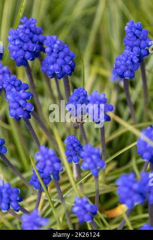 jacinthes de raisin dans le jardin . Banque D'Images