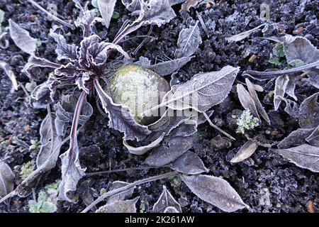 Beete (Beta vulgaris subsp. Vulgaris), ein echtes Wintergemüse Banque D'Images