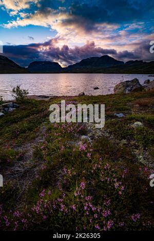 Norvège Paysage après le coucher du soleil Violet Crowberry fleurs avec le lac Savatn et la montagne Kista en arrière-plan Banque D'Images