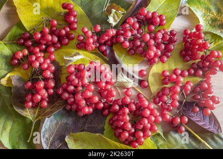 Petits pains rouges de viburnum sur les feuilles d'automne Banque D'Images