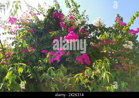 Fleurs de bougainvillées rose contre le ciel bleu Banque D'Images