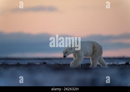 L'ours polaire soulève la patte qui se promèndra au-dessus de la toundra Banque D'Images