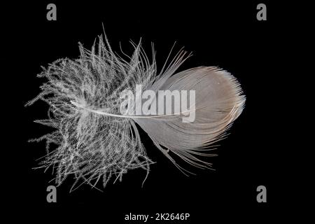 Photo macro d'une plume d'oie du Canada marron et blanche Banque D'Images