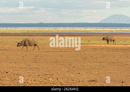 Buffles et flamants photographiés lors d'un safari touristique dans le parc national du lac Manyara, en Tanzanie. Banque D'Images