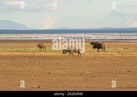 Buffles et flamants photographiés lors d'un safari touristique dans le parc national du lac Manyara, en Tanzanie. Banque D'Images