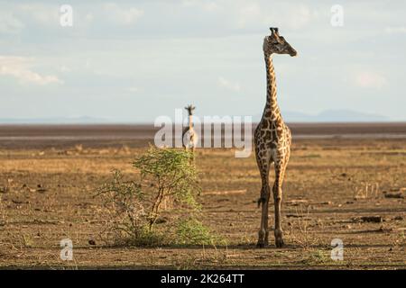 Giraffes photographed during a touristic safari in the Lake Manyara National Park, Tanzania. Stock Photo