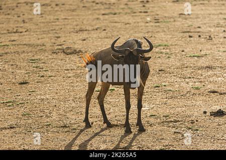 Gnu, or wildebeest, photographed during a touristic safari in the Lake Manyara National Park, Tanzania. Stock Photo