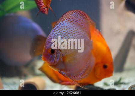 Un poisson de discus dans un aquarium. Les poissons de Discus proviennent de l'Amazonie. Banque D'Images