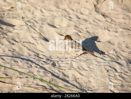 Portrait, gros plan d'un moineau, songbird. Banque D'Images