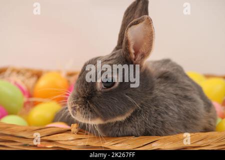 Osterhase , Kaninchen im Korb mit bunten Eiern Banque D'Images