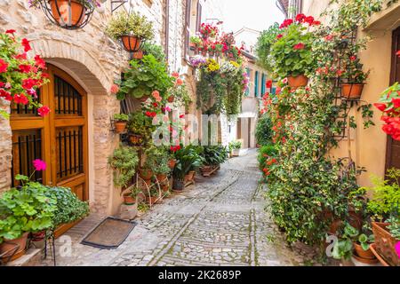 Fleurs dans l'ancienne rue située dans le village de Spello.Région de l'Ombrie, Italie. Banque D'Images