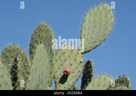 Plante de cactus Sabra, Israël. Opuntia cactus avec de grandes garnitures plates et des fruits comestibles à épine rouge. Poire pickly fruit Banque D'Images