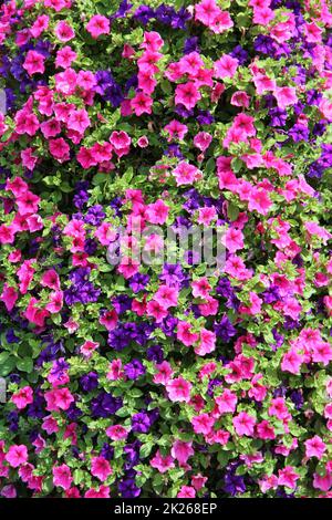 fleurs de cloches roses violettes fleuries dans la nature. Grand Bush d'ipomoea en pleine floraison Banque D'Images