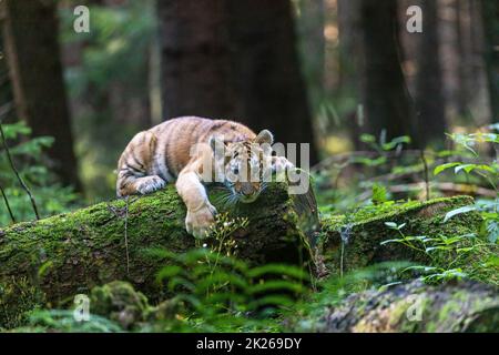 Le cub tigre du Bengale est allongé sur un tronc d'arbre dans la forêt. Banque D'Images