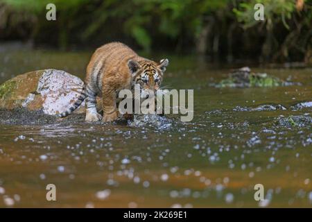 Le cub tigre du Bengale est debout sur la pierre de la rivière Banque D'Images