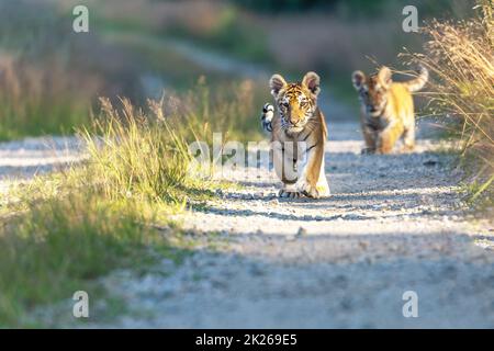Vue de face de deux petits tigres du Bengale lors d'une promenade à l'extérieur. Banque D'Images