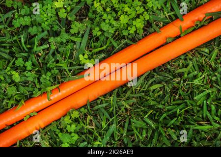 Orange lumineux flexible (deux lignes) dans la pelouse verte en marche en diagonale. Vue de dessus. Résumé Contexte de jardinage. Banque D'Images