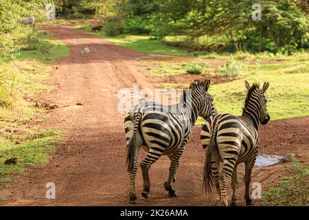 Zèbres ont tiré lors d'un safari touristique dans le parc national du lac Manyara, en Tanzanie. Banque D'Images