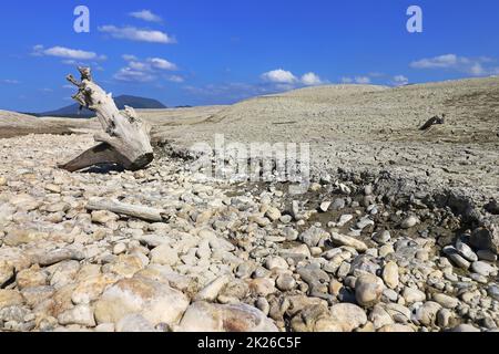 Une racine d'arbre au fond d'un lac séché. Le lac séché Forggensee à Allgà¤u Banque D'Images