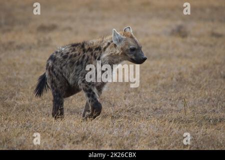 Hyena tachetée, Crocuta crocuta, dans la conservation OL Pejeta au Kenya. Banque D'Images