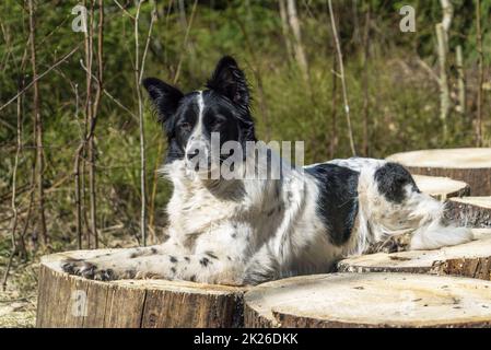 Le chien Collie est couché sur les souches coupées. Banque D'Images