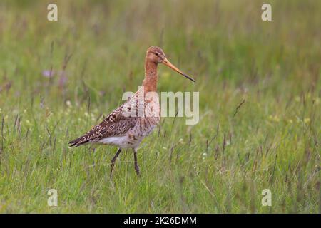 Grand godwit à queue noire marchant sur la prairie en Islande Banque D'Images