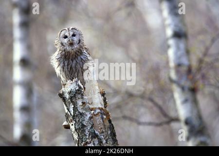 Alertez le chouette tawny assis sur une souche de bouleau et regardant dans l'appareil photo avec l'espace de copie Banque D'Images