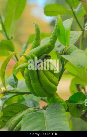 Citrus Medica «Fingered», Citrus medica var. Sarcodactylis, Citrus à fingered. Gros plan sur le portrait des plantes ornementales et alimentaires Banque D'Images