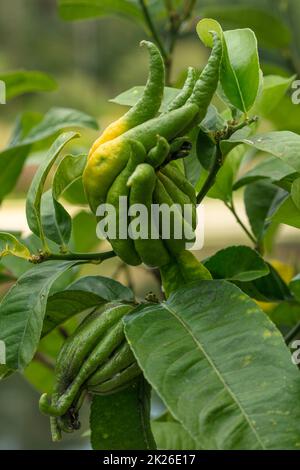 Citrus Medica «Fingered», Citrus medica var. Sarcodactylis, Citrus à fingered. Gros plan sur le portrait des plantes ornementales et alimentaires Banque D'Images