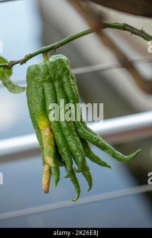 Citrus Medica «Fingered», Citrus medica var. Sarcodactylis, Citrus à fingered. Gros plan sur le portrait des plantes ornementales et alimentaires Banque D'Images