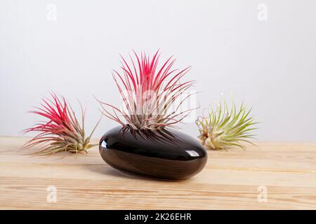 Airplant de Tilandsia ionantha en pot noir élégant sur table en bois Banque D'Images