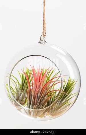 Airplants de Tilandsia ionantha suspendus en terrarium de verre sur fond blanc Banque D'Images