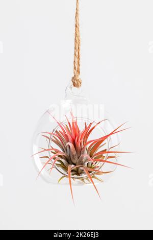 Red Tilandsia ionantha Airplant suspendu en terrarium de verre sur fond blanc Banque D'Images