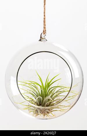 Airplant de Tilandsia ionantha, suspendu en terrarium de verre sur fond blanc Banque D'Images