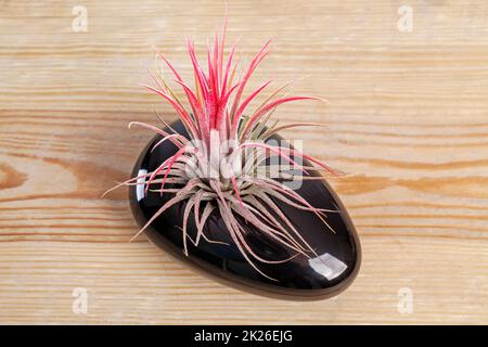 Airplant de Tilandsia ionantha en pot noir élégant sur table en bois Banque D'Images