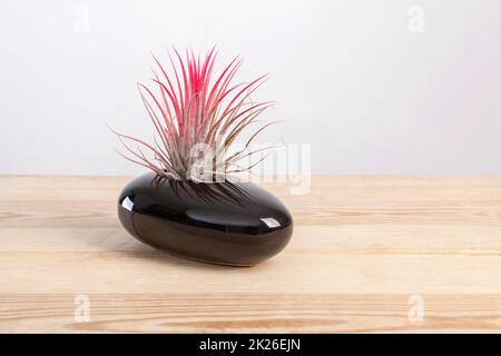 Airplant de Tilandsia ionantha en pot noir élégant sur table en bois Banque D'Images