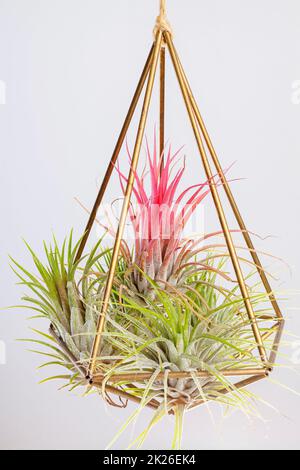 L'Airplant de Tilandsia ionantha est suspendu en terrarium géométrique métallique sur fond blanc Banque D'Images