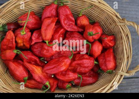 Panier de Bhut Jolokia frais Chili Ghost Peppers à la campagne marché agricole Banque D'Images
