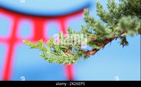 L'arbre Bonsai et la porte de Torii ferment les DOF peu profondes Banque D'Images