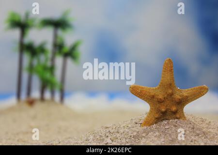 Sea Shell sur la plage avec palmiers en arrière-plan Banque D'Images