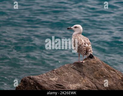 Mouette sur un rocher Banque D'Images