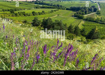 Vignoble près de Velke Bilovice, Moravie du Sud, République tchèque Banque D'Images