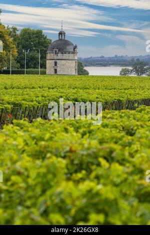 Vignobles typiques près du Château Latour, Bordeaux, Aquitaine, France Banque D'Images