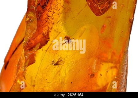 Ambre au soleil avec inclusions d'insectes, araignée et mouche Banque D'Images