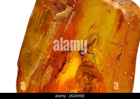 Ambre au soleil avec des inclusions de mouches sur un fond blanc vide Banque D'Images