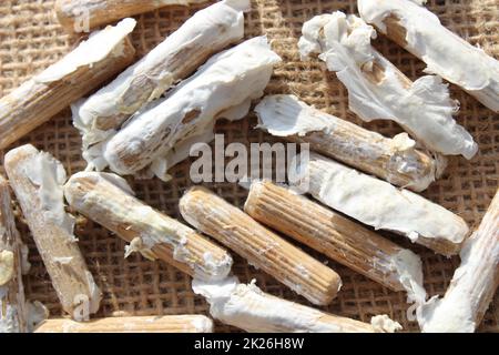 cheville en bois pour la culture des champignons Banque D'Images