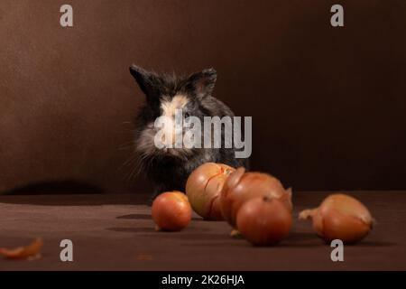 Petit lapin gris-brun élevé sur fond marron Banque D'Images