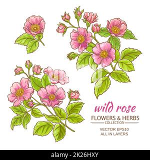 ensemble de vecteurs de fleurs de rose de chien Banque D'Images