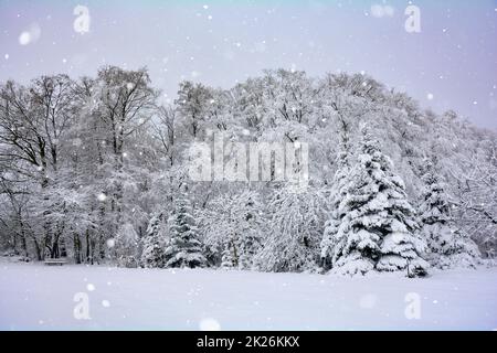 Dans la forêt avec neige et neige Banque D'Images