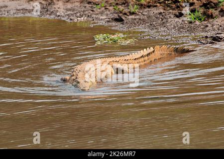 Le crocodile du Nil se bassière dans les eaux peu profondes Banque D'Images